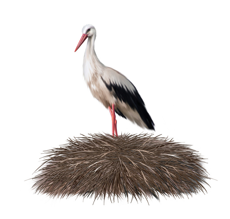 White Stork in nest